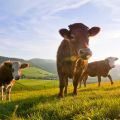 kuehe sauerland foto oliver franke klein  smal 