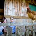 landleben huhn foto tanja evers  smal 