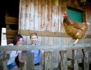 landleben huhn foto tanja evers  smal 